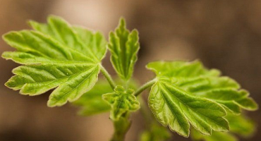 Co dělat, když hrozny rostou špatně - univerzální technologie, doporučení odborníků